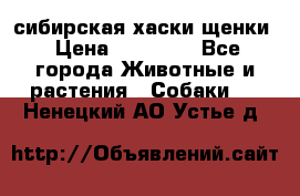 сибирская хаски щенки › Цена ­ 10 000 - Все города Животные и растения » Собаки   . Ненецкий АО,Устье д.